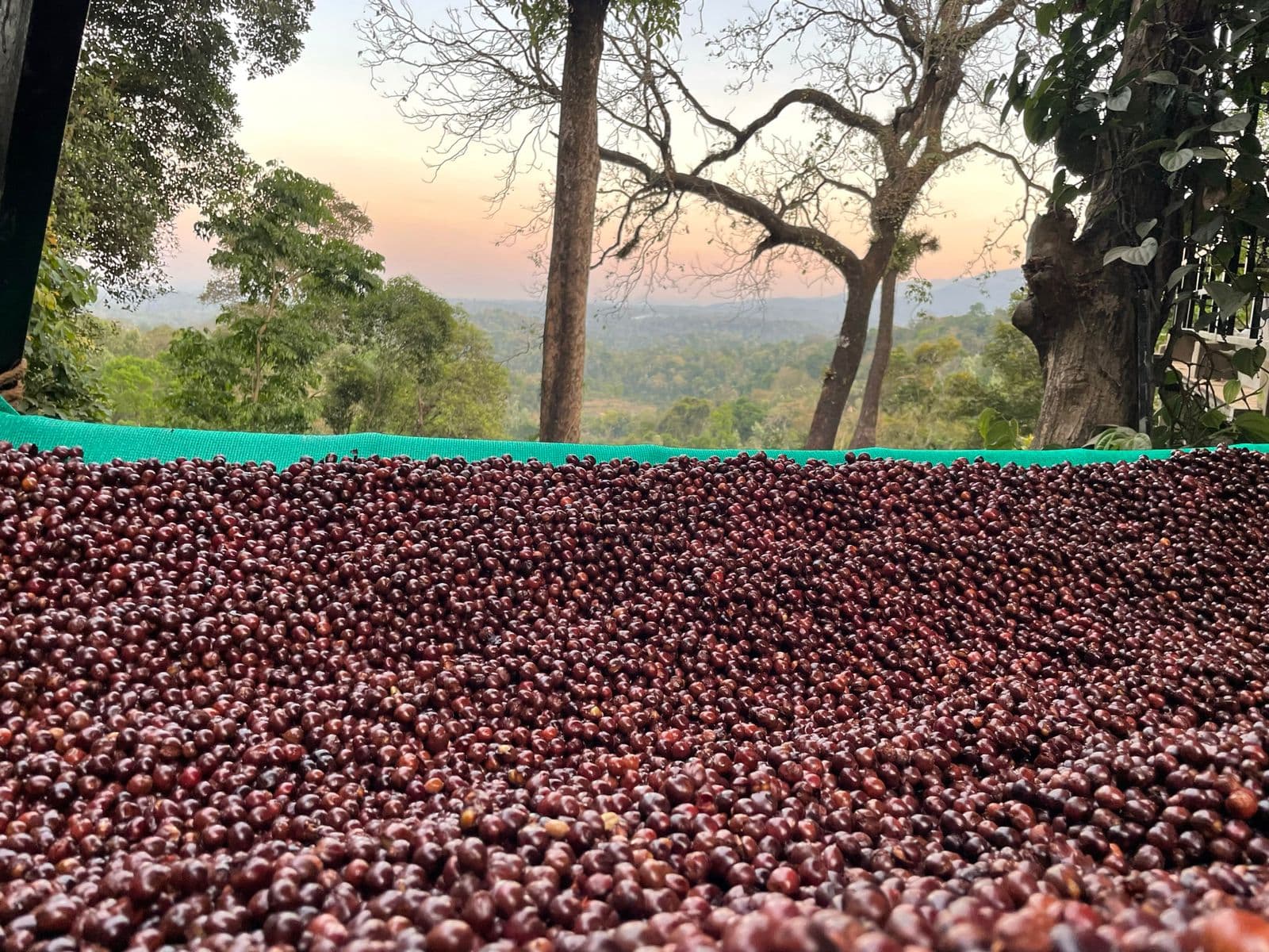 Coffee crop background
